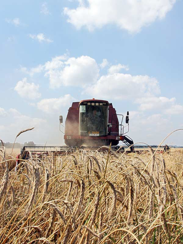 جغرافيا تصدير المنتجات الزراعية البيلاروسية واسعة: يتم التصدير إلى 48 دولة من دول العالم. صور: interfax.by.